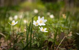 Valkovuokkoja metsässä