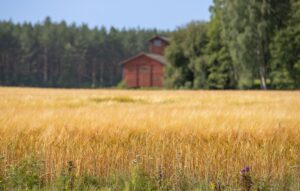 Elokuinen peltomaisema.